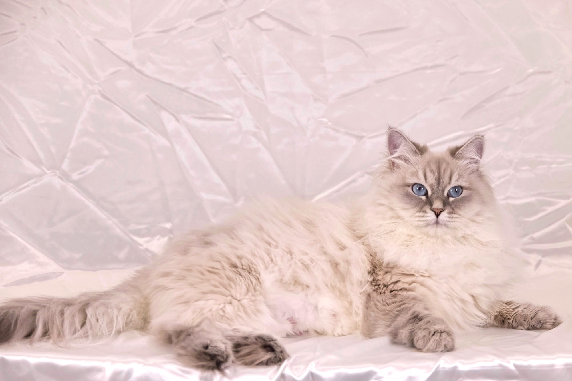 Ava - Black Silver Torbie Siberian Queen