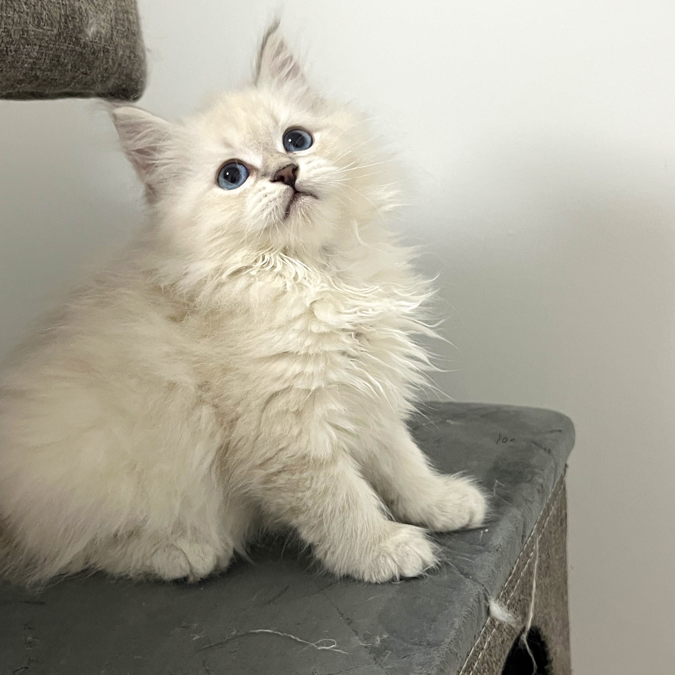 Playful Siberian kitten